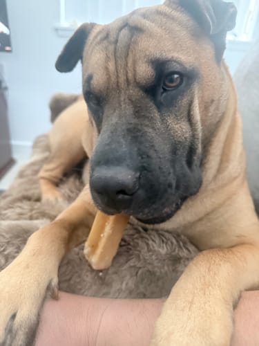 Customer's dog lying down while chewing a Hickory Smoked Bully Stick.