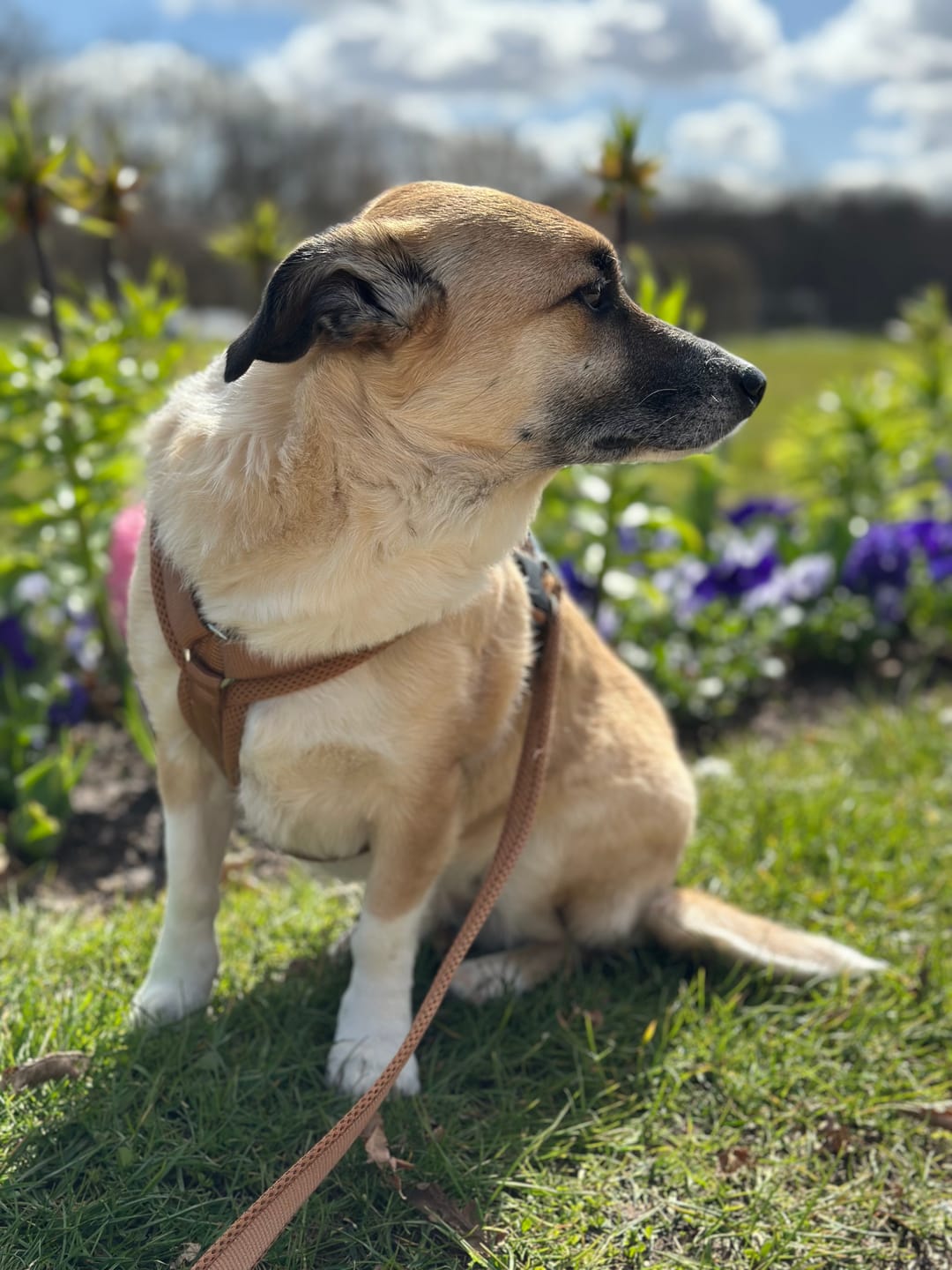 Customer photo review of Allergietest Plus Hund