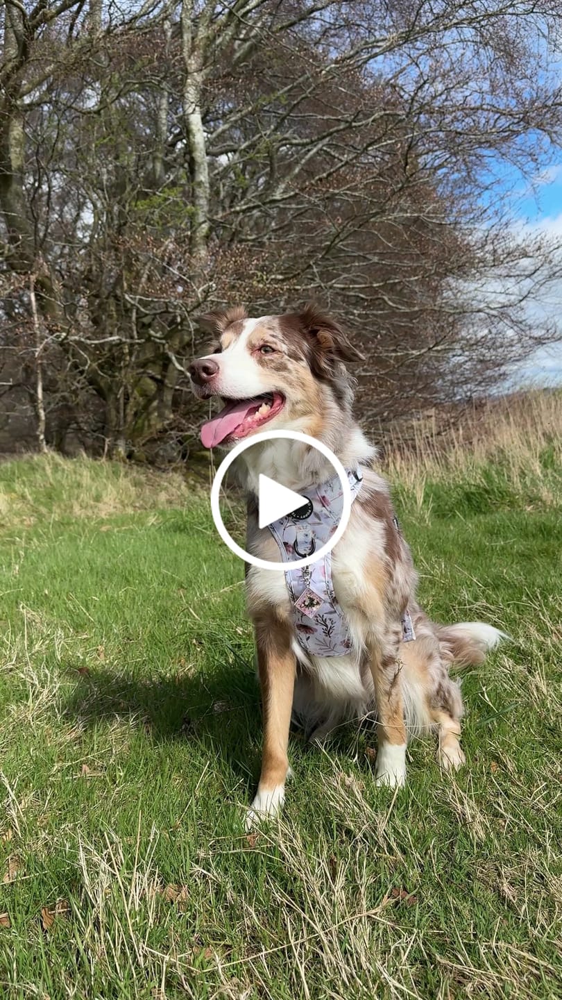 Customer video review of 3-Click Tough Step-in Dog + Puppy Harness | Pressed Petal