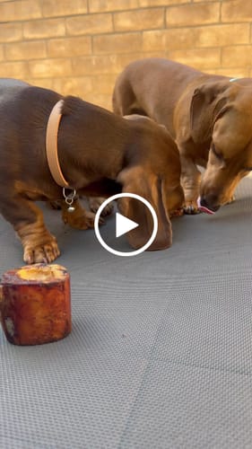 Customer video review of Smoked Beef Marrow Bone