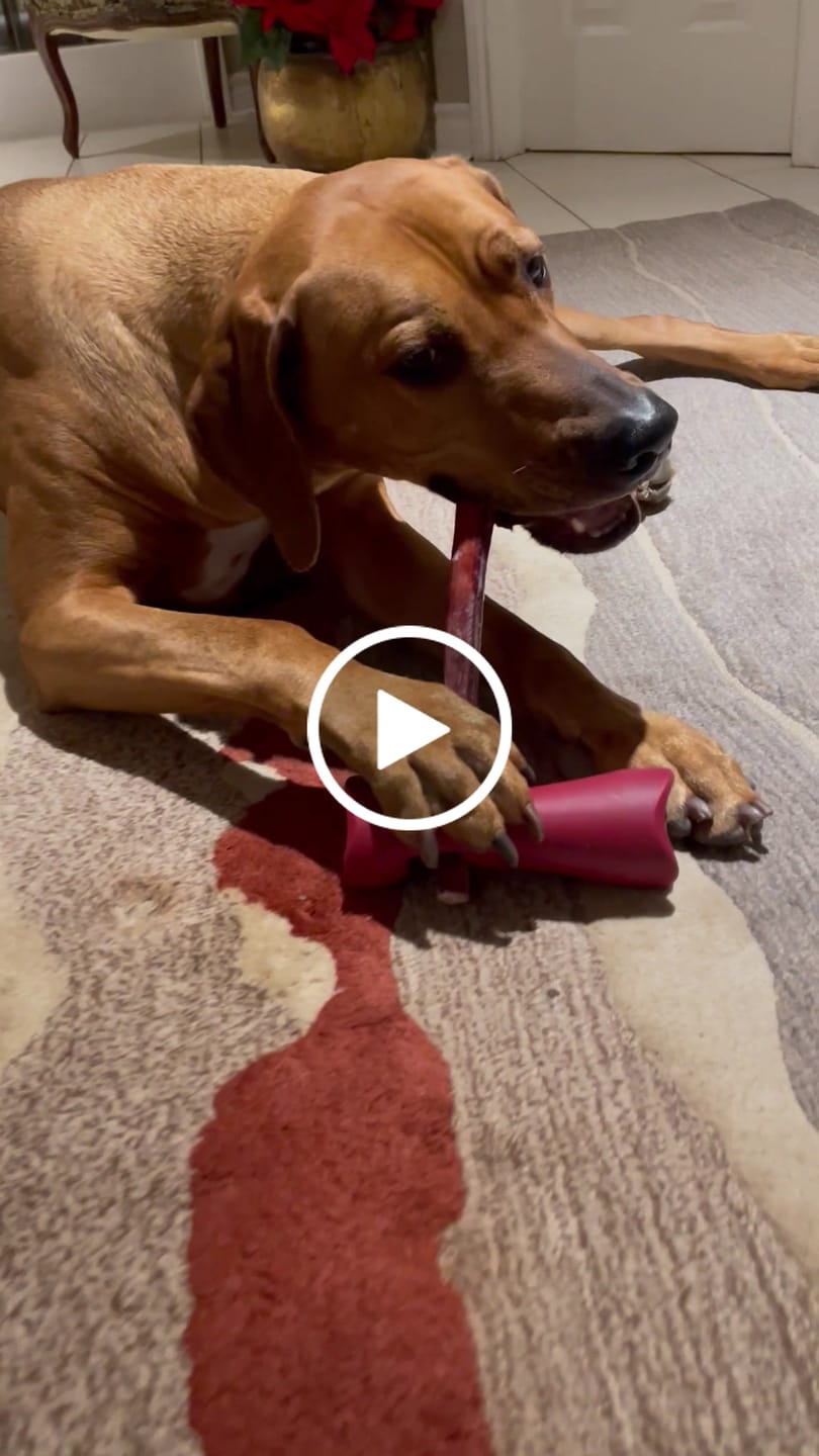 Customer video review of 12 Inch Thick Bully Stick