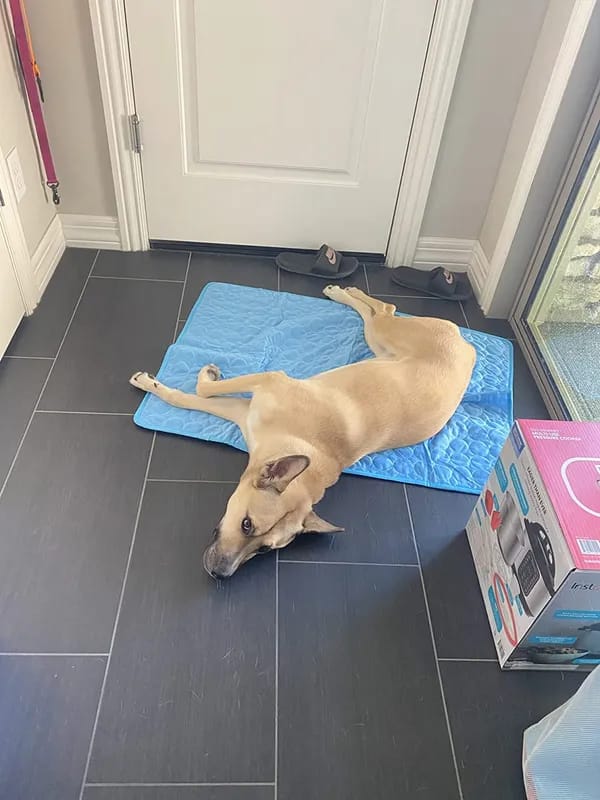 Customer photo review of Nuvola Breeze™ - Tappetino Refrigerante Safe-Fiber per Cani e Gatti