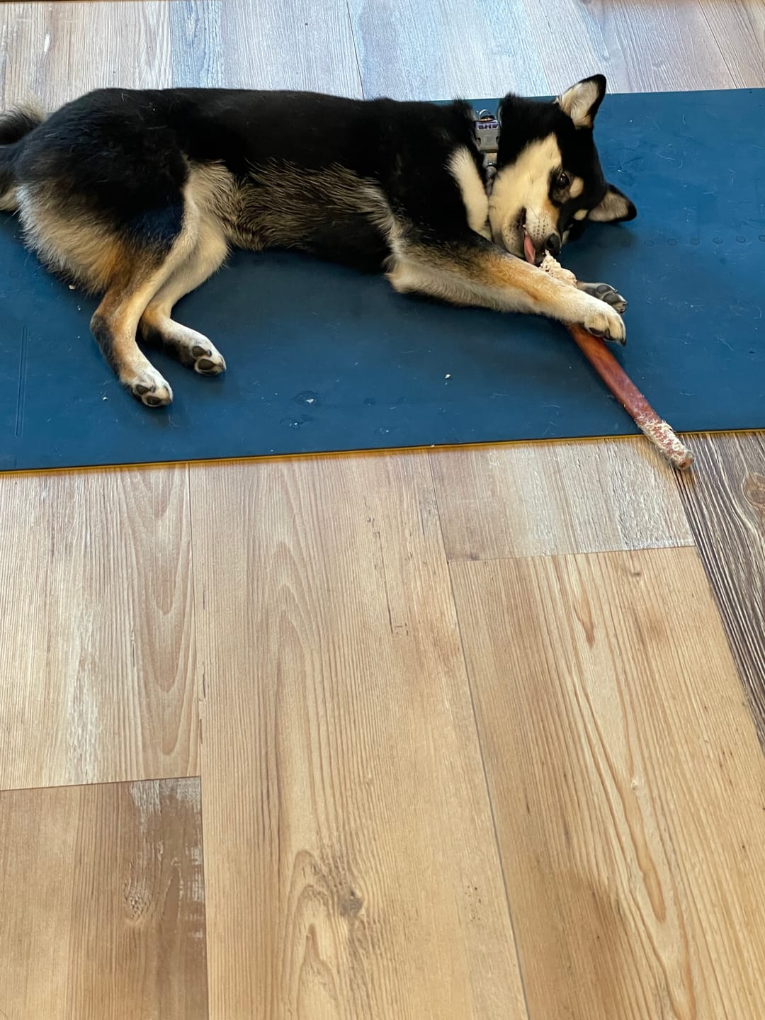 Customer photo review of 6 Inch Thick Bully Stick