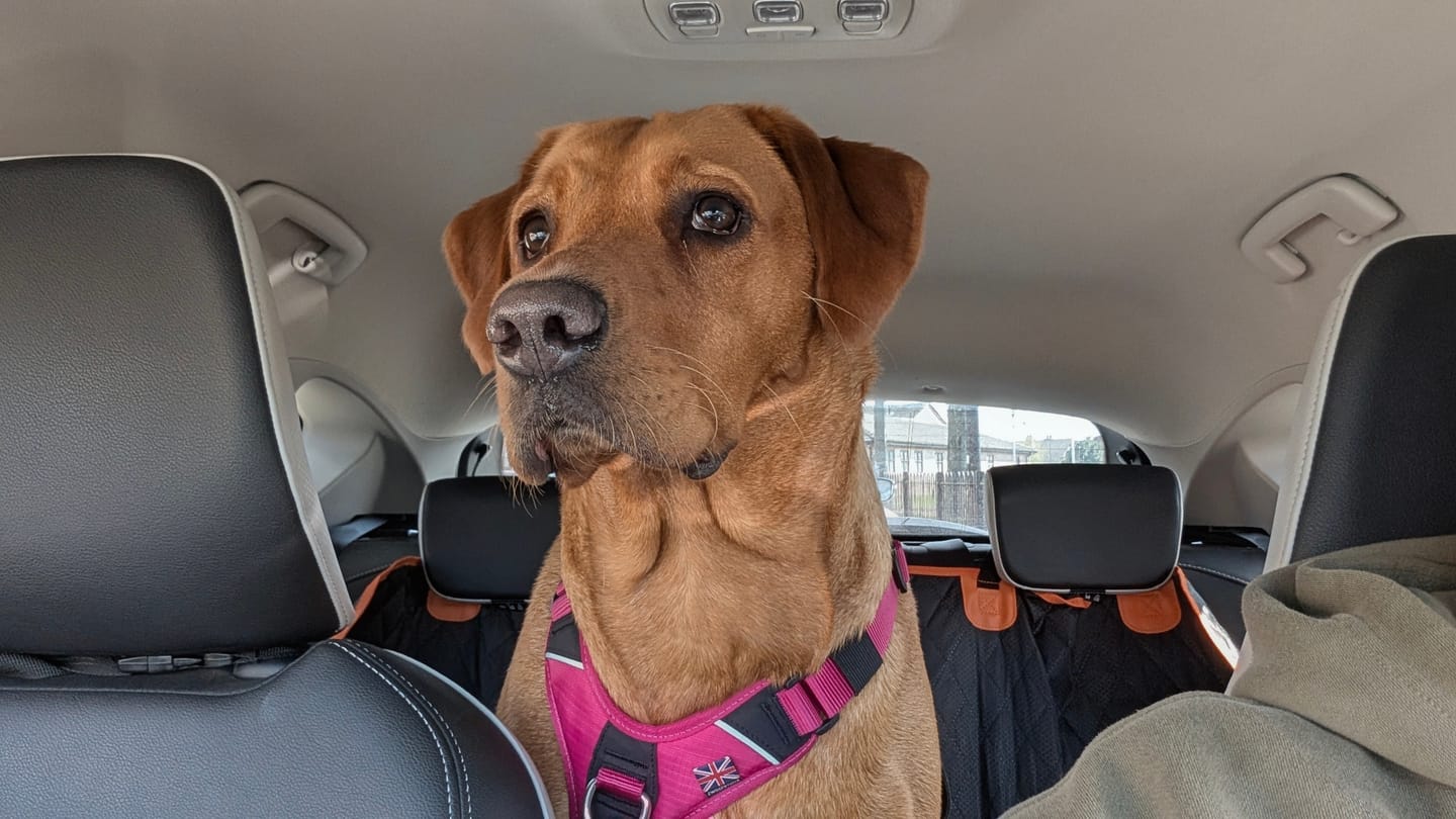 Customer photo review of Anti Pull Hurricane Harness Lighter | With Handle - Carminerose