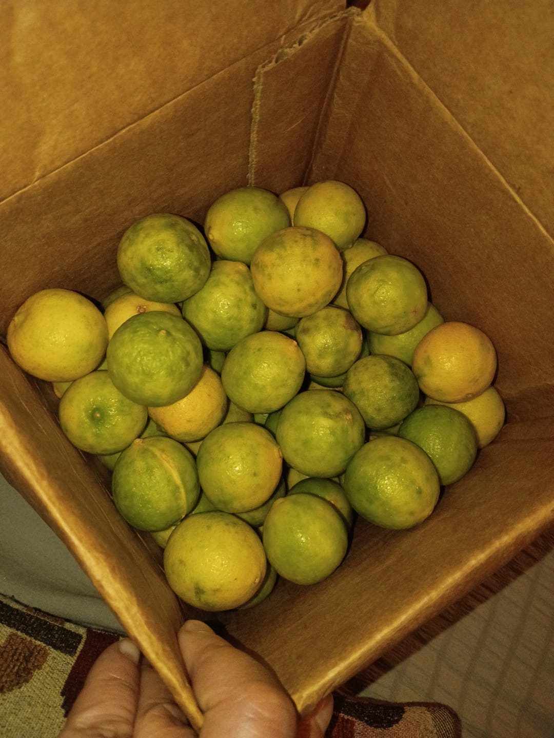Customer photo review of Organic Key Limes 3 lbs