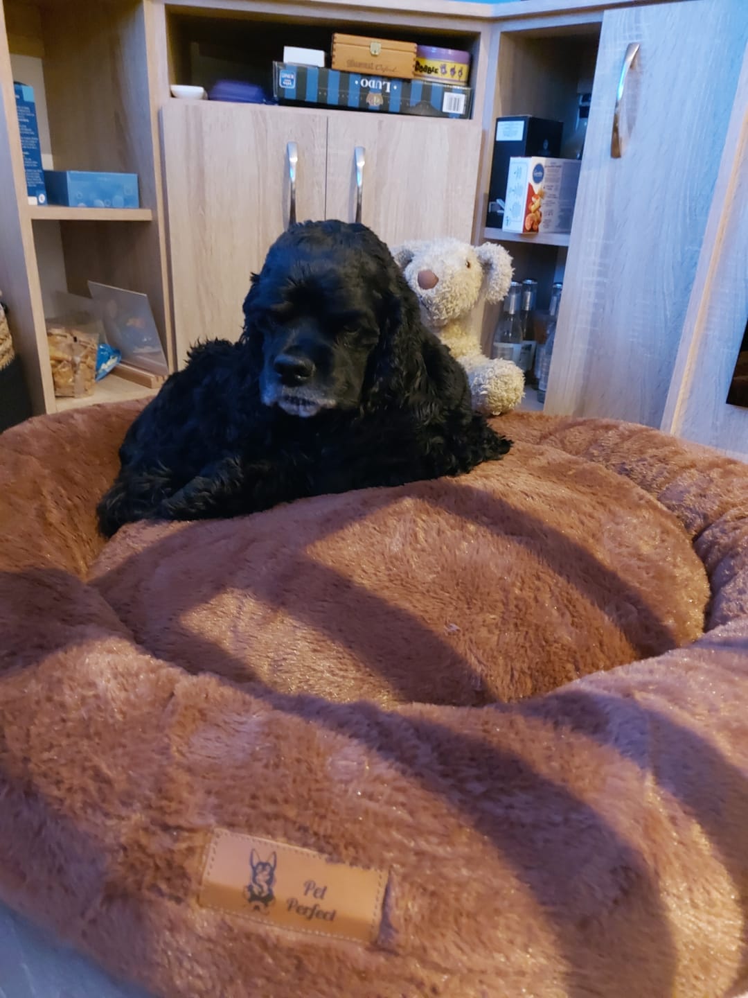 Customer photo review of Pet Perfect Orthopedische Donutmand