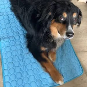Customer photo review of Nuvola Breeze™ - Tappetino Refrigerante Safe-Fiber per Cani e Gatti