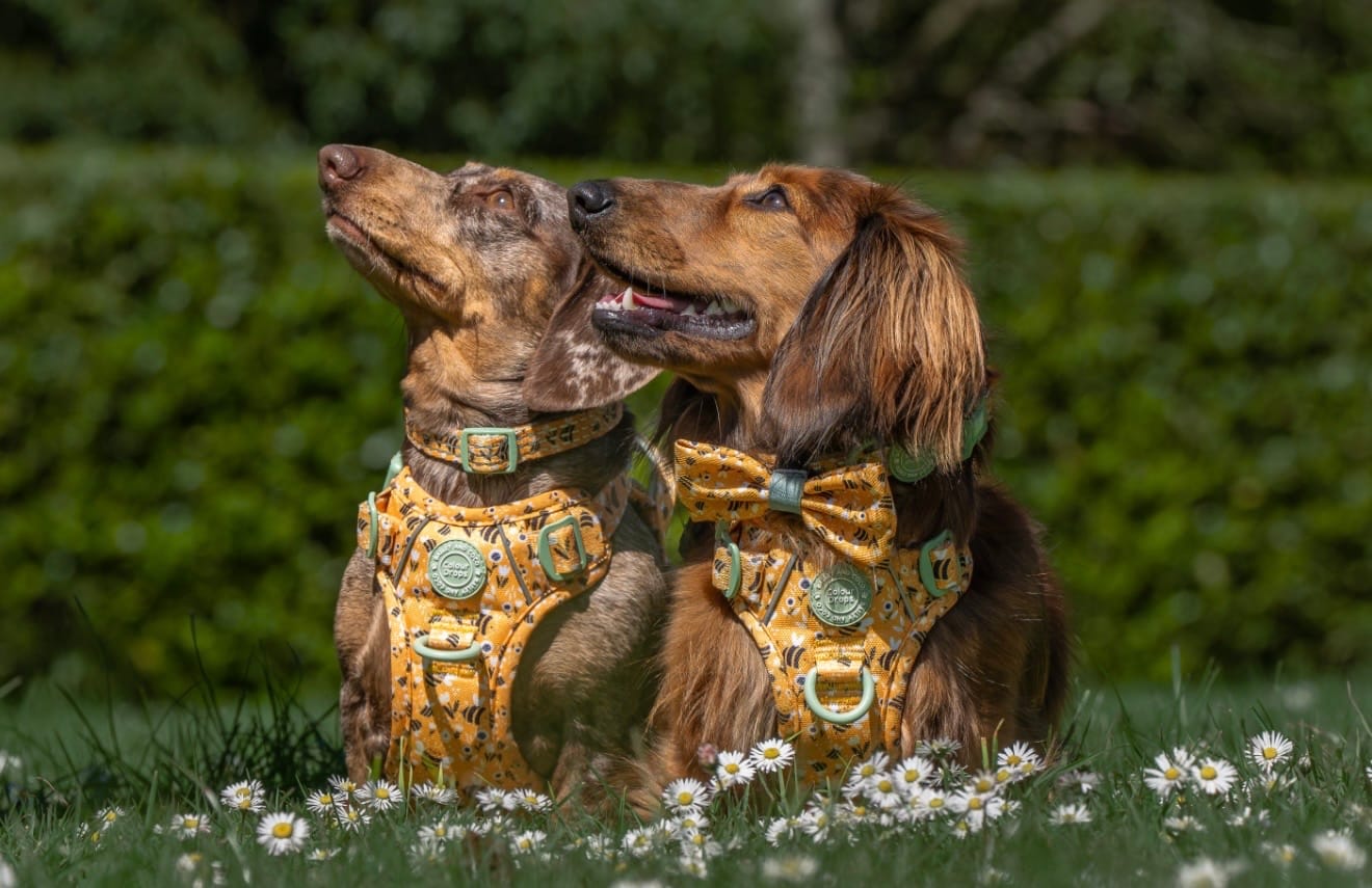 Customer photo review of Dog Harness - Colour Drops - Wanna-Bee