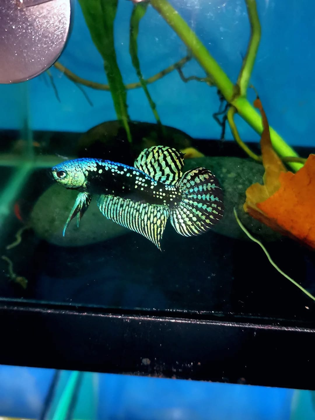 Customer photo review of Green Samurai Alien Wild Male Betta Fish | Grower Pick