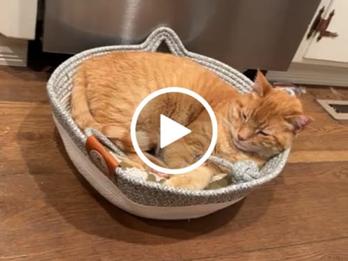 Customer video review of Instinct Basket | Meet the first research-backed natural territory for indoor cats