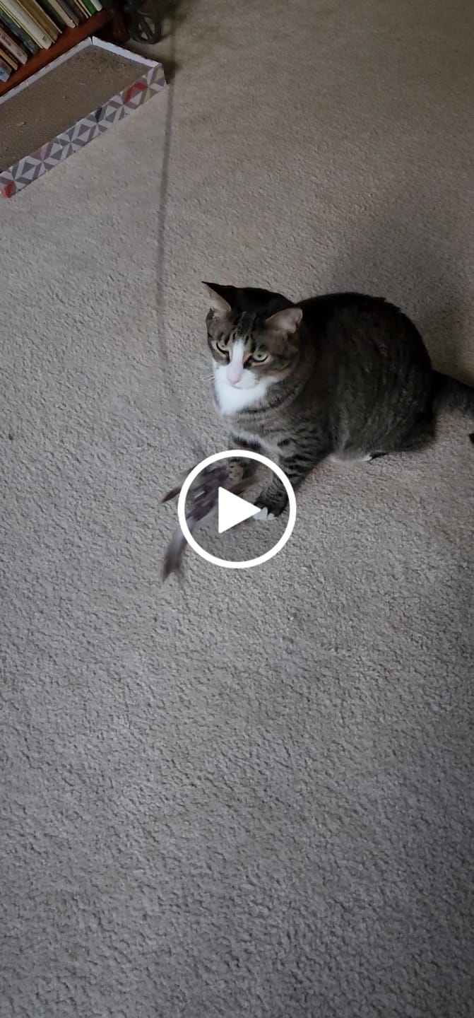 Customer video review of Replacement Birds (for Interactive Bird Simulation Cat Toy Set)
