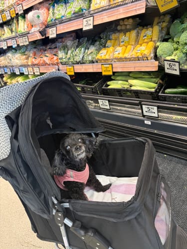Reviewer's small black dog sitting up happily in the dog stroller in a supermarket produce aisle.