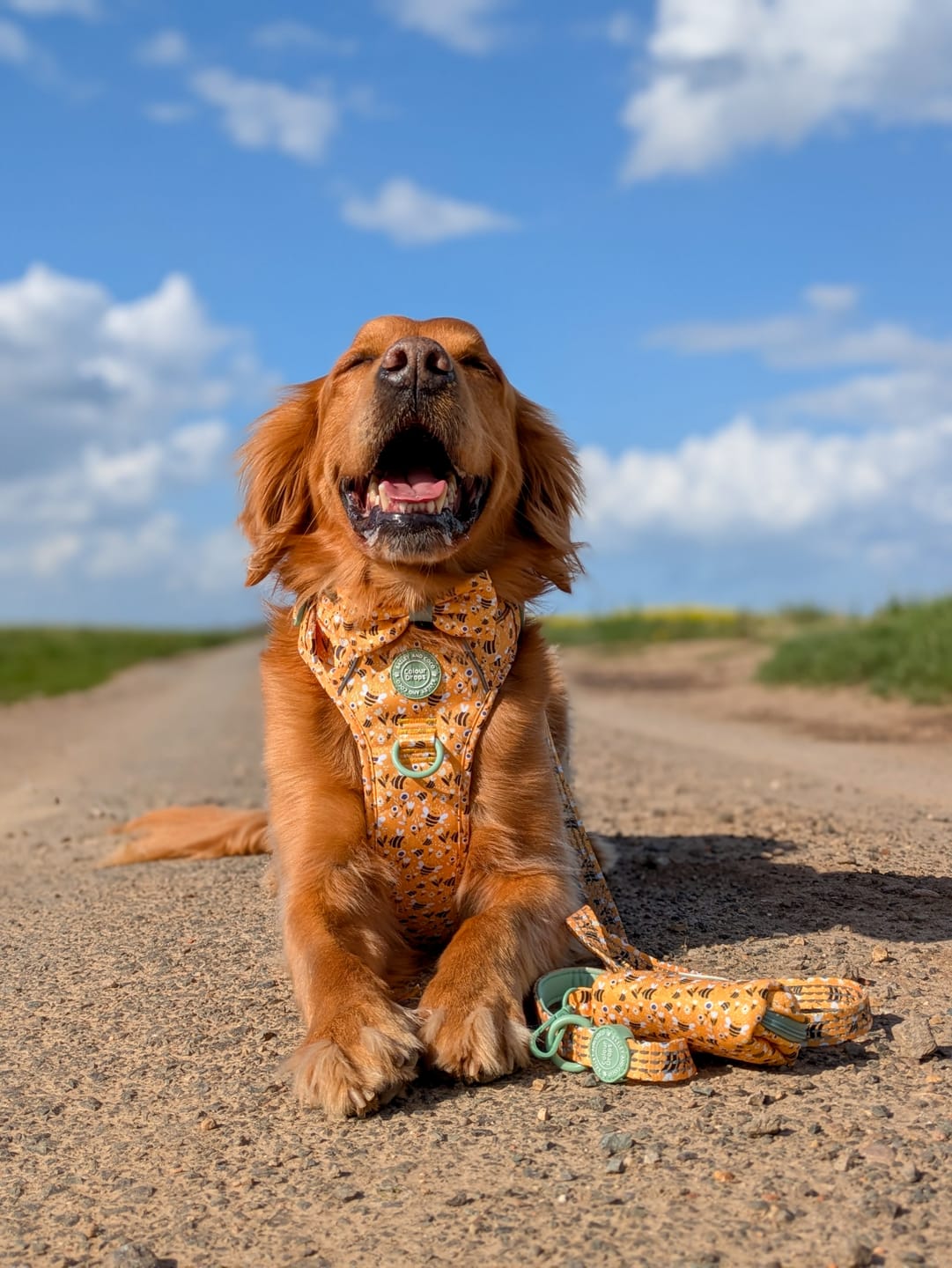 Customer photo review of Dog Harness - Colour Drops - Wanna-Bee