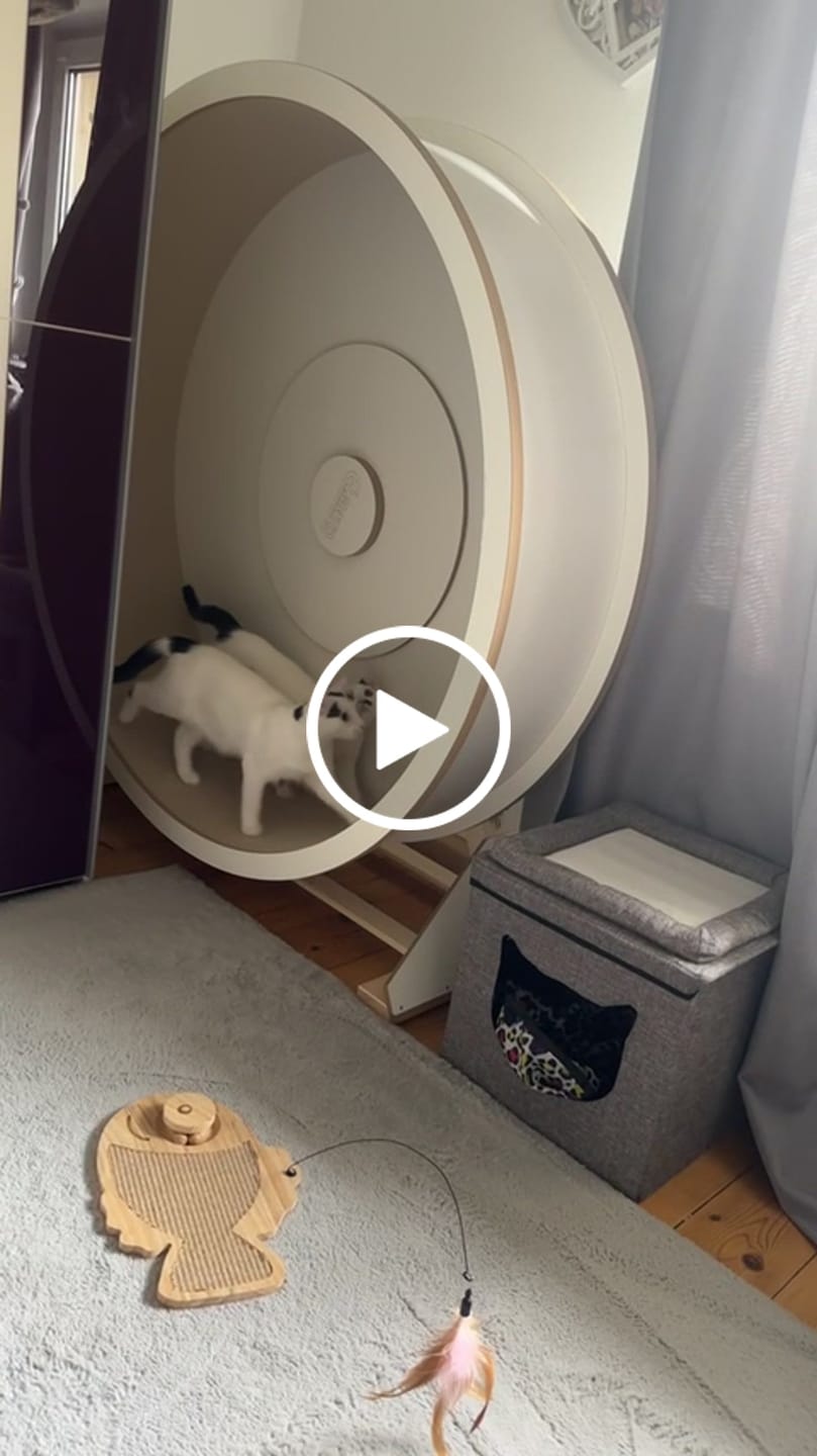 Customer video review of Elmato Katzenlaufrad Rocky Standmodell