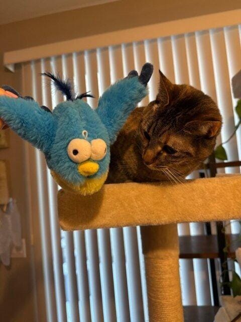 Customer photo review of Flying Bird 2.0