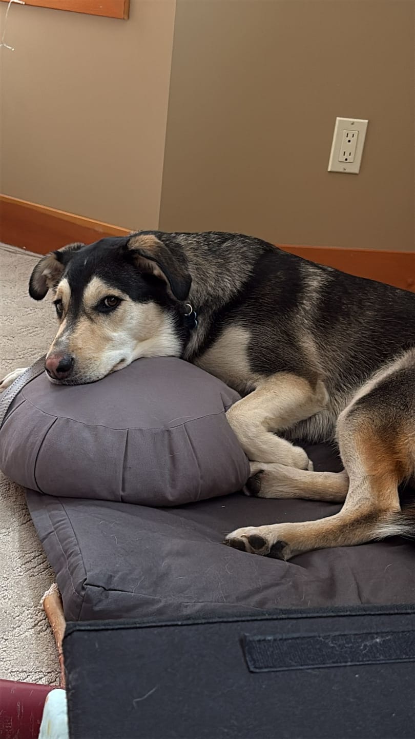Customer photo review of 12 Inch Monster Bully Stick