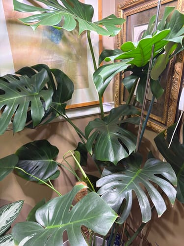 Customer's large, healthy Monstera plant with vibrant green leaves, shown after using OG Plant Food.