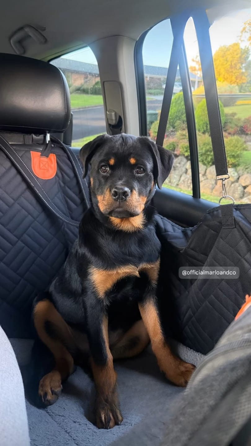 Customer photo review of Marlo&Co™ Dog Seat Cover