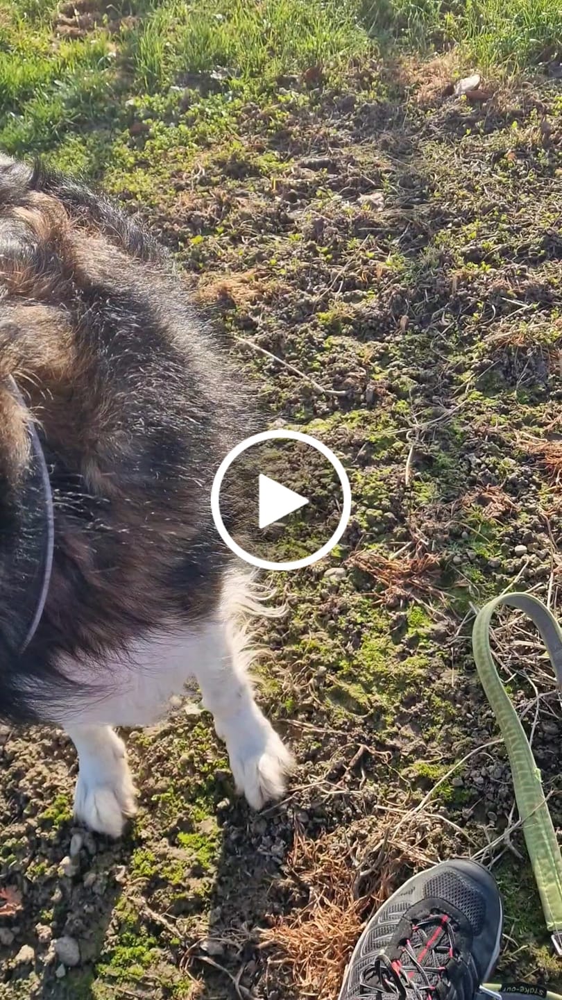 Customer video review of Wurmtest Basic Hund