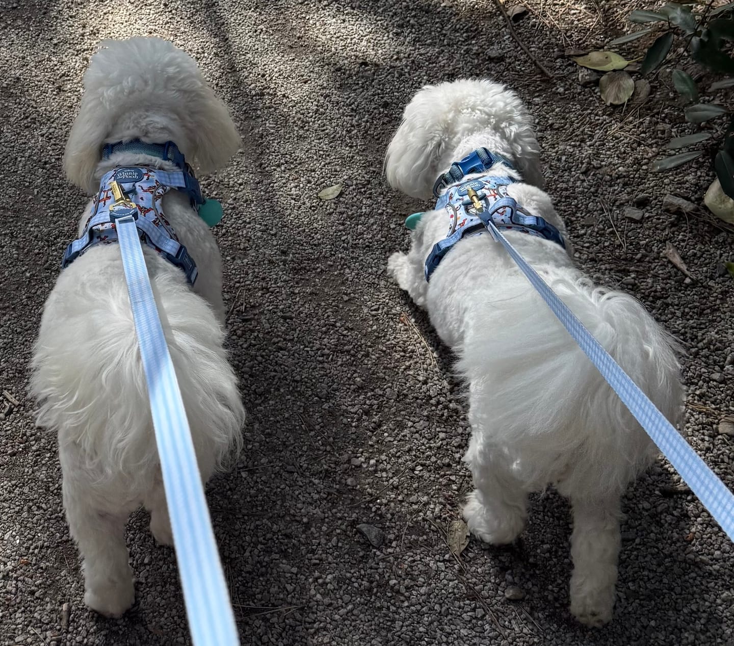 Customer photo review of Disney© Tough Trails™ Harness - Tigger