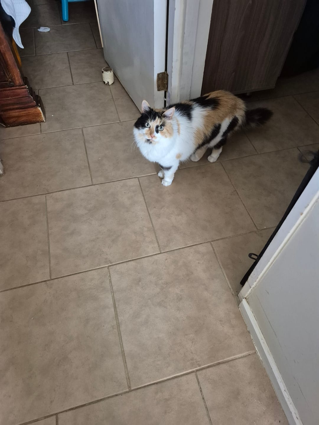 Customer photo review of Nomade Perro Adulto, carne y pollo