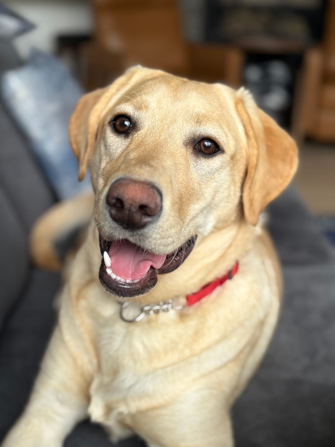 Customer photo review of 6 Inch Thick Bully Stick