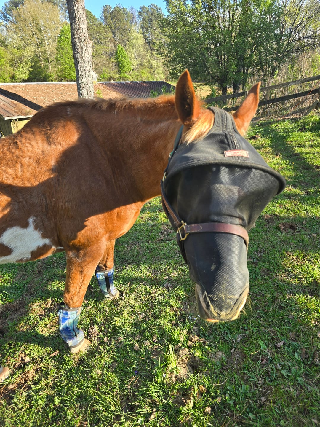 Customer photo review of Solar Vizor Fly Mask - With Nose Protection - NEW STYLE