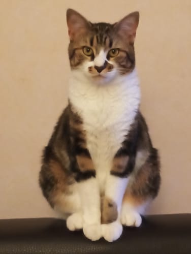 Le chat du client, un beau chat tigré et blanc assis, qui apprécie les croquettes au poulet.