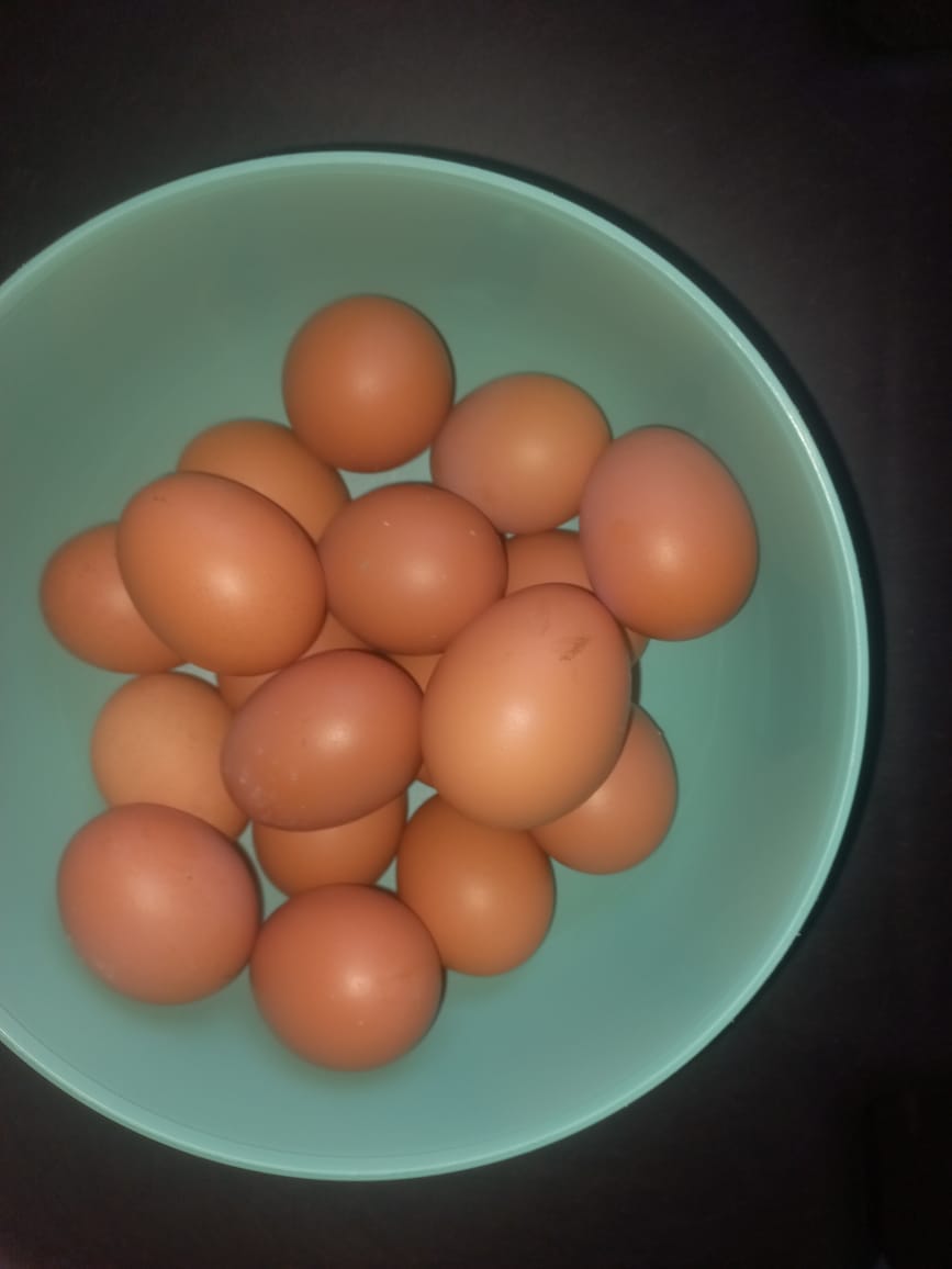 Customer photo review of Avi Layer & Breeder (Fertility, Egg Quality & Skeletal Support for All Birds)
