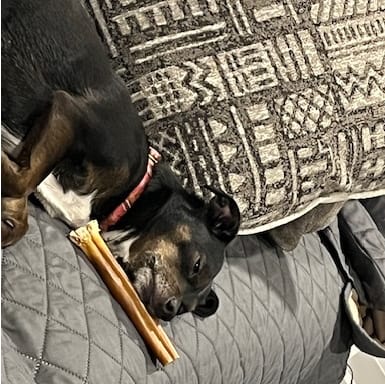 Customer photo review of 6 Inch Jumbo Bully Stick
