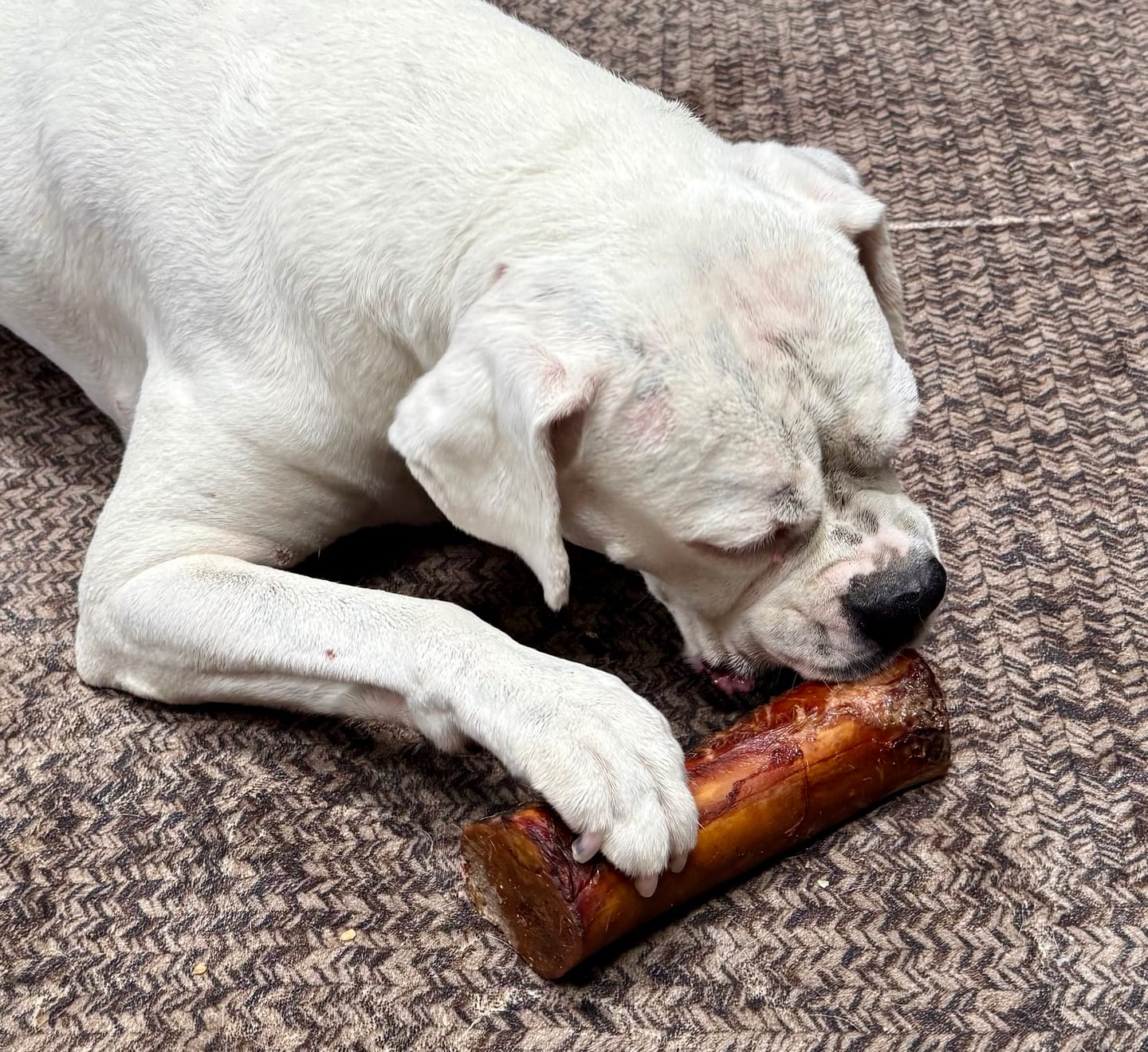 Customer photo review of Gift Bundle: 2 Large Yak Chews and a 6" Hickory Smoked Bully Stick