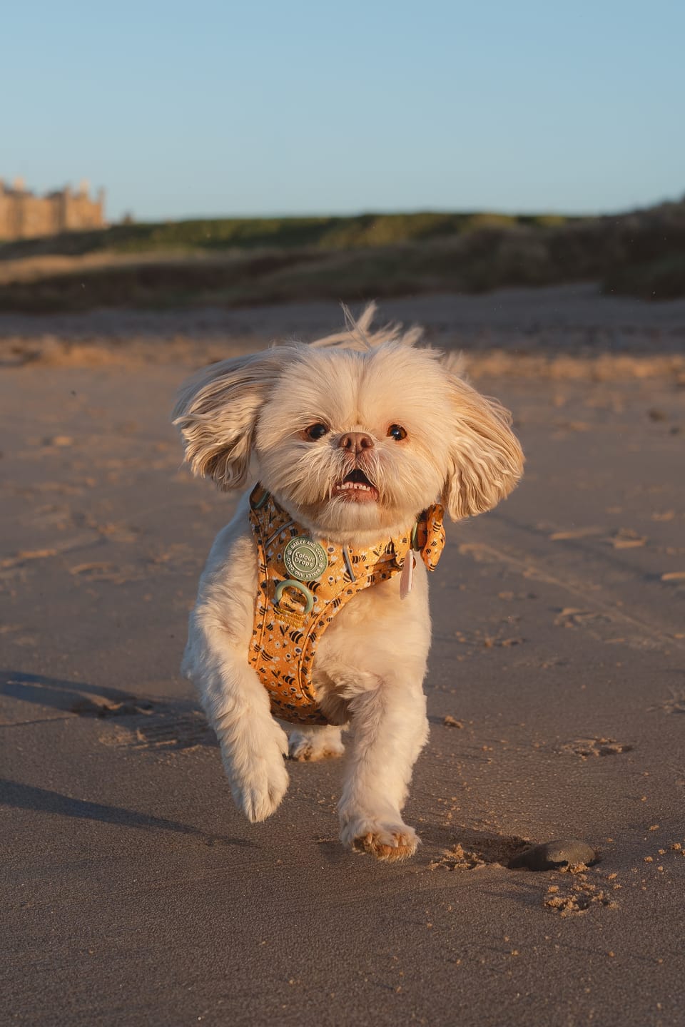 Customer photo review of Dog Harness - Colour Drops - Wanna-Bee