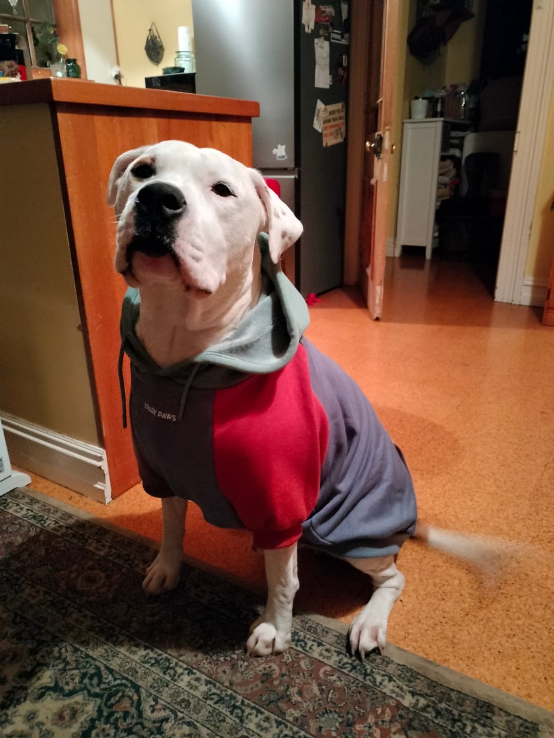 Customer photo review of Alpine Dog Hoodie