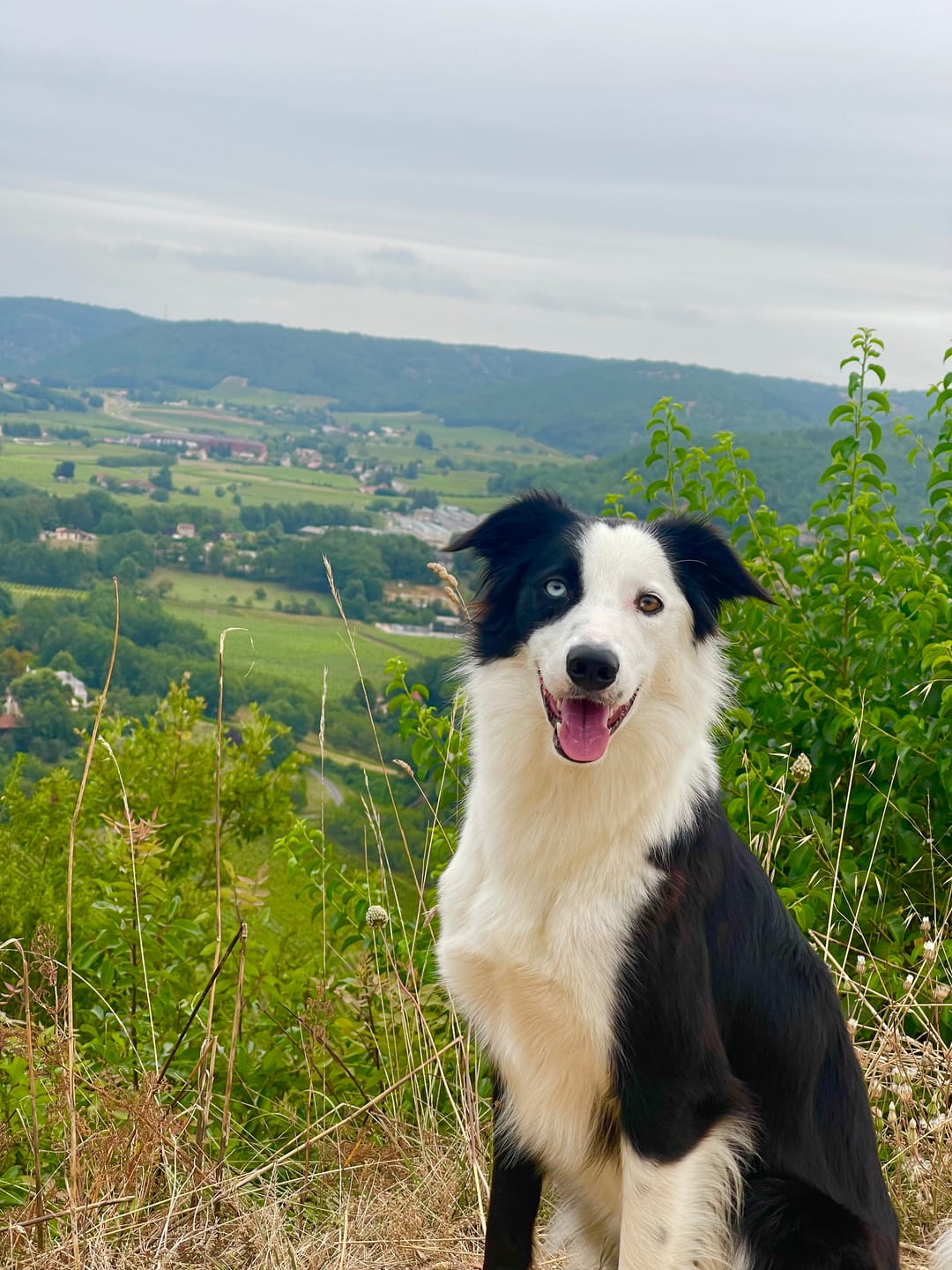 Customer photo review of Croquettes Poulet & Citrouille - Chien Moyenne & Grande race