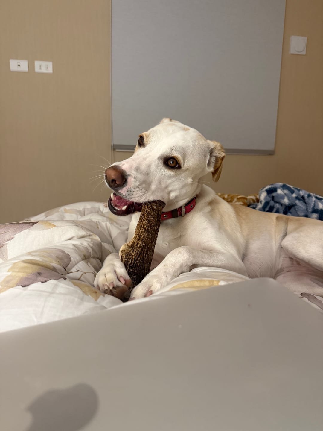 Customer photo review of Asta de ciervo para perros - Principiante