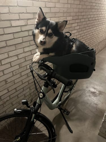 A customer's small dog rests its paws on the dark green Kvisp Dog Bike Carrier mounted on a bicycle.
