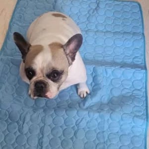 Customer photo review of Nuvola Breeze™ - Tappetino Refrigerante Safe-Fiber per Cani e Gatti