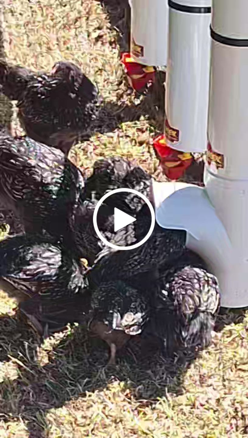 Customer video review of Double Layer Elevated Roll Away Nest Box 6-Hole Green