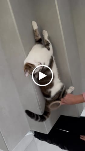 Avis vidéo d'un client sur La brosse française - pour chats
