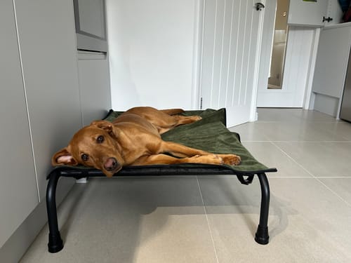 Customer photo review of HiK9 Bed with Black Mesh Cover