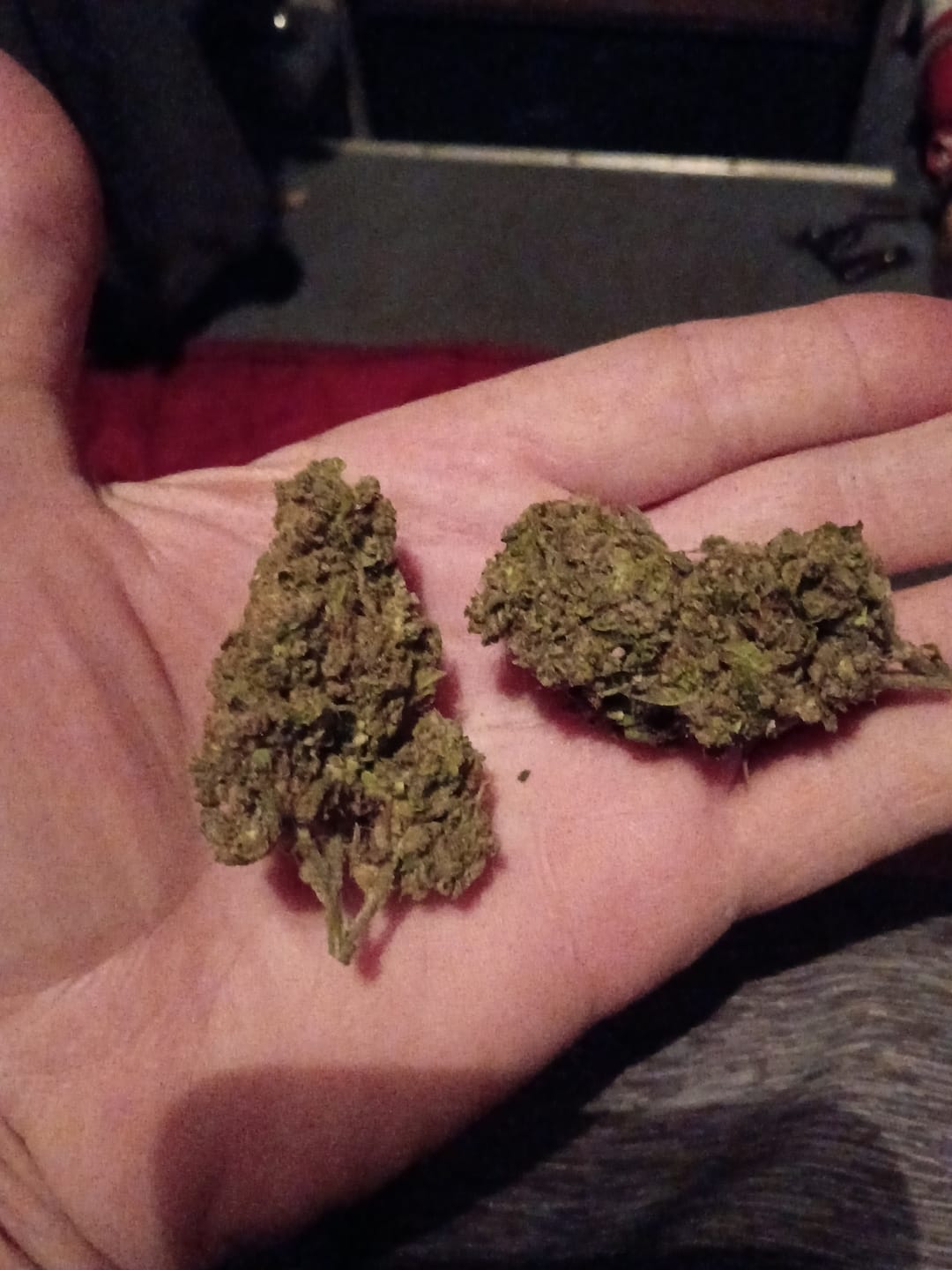 Customer photo review of Jungle Gelato - Bulk - Indica