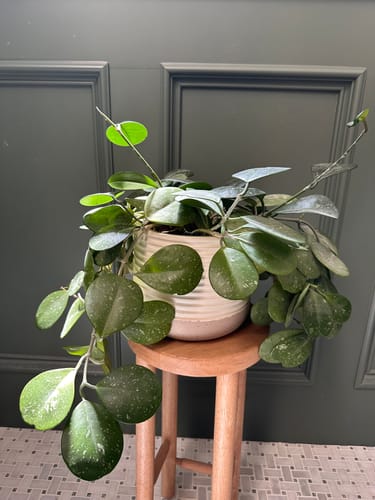 Reviewer shows their healthy, thriving Hoya plant in a pot after using the Plant Food.