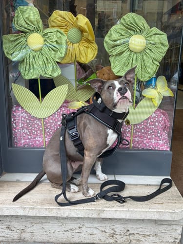 Customer photo review of Pettorina Crime 3.0