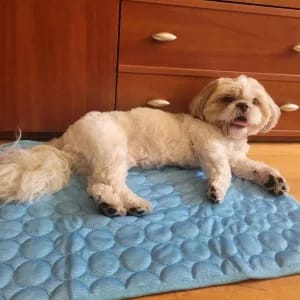 Customer photo review of Nuvola Breeze™ - Tappetino Refrigerante Safe-Fiber per Cani e Gatti