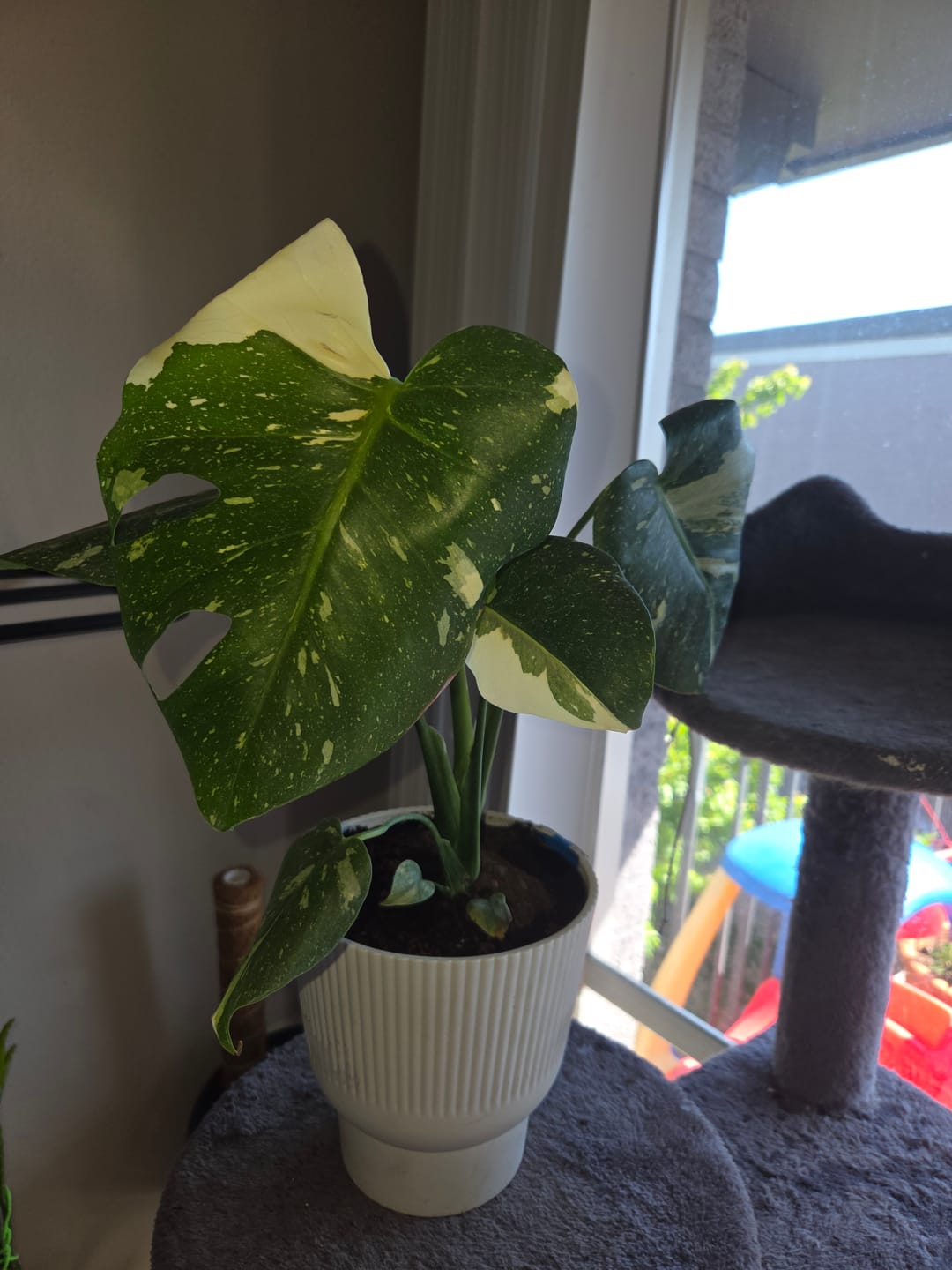 Customer photo review of Monstera deliciosa 'Thai Constellation'