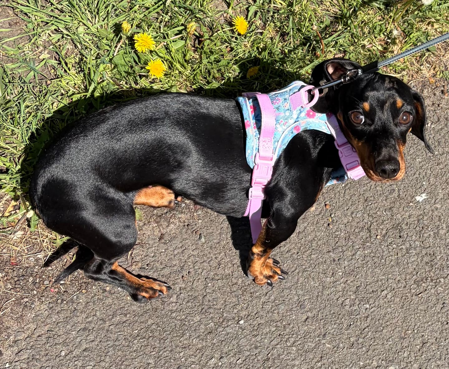 Customer photo review of Tough Trails™ Harness -  Whimsical Wildflowers
