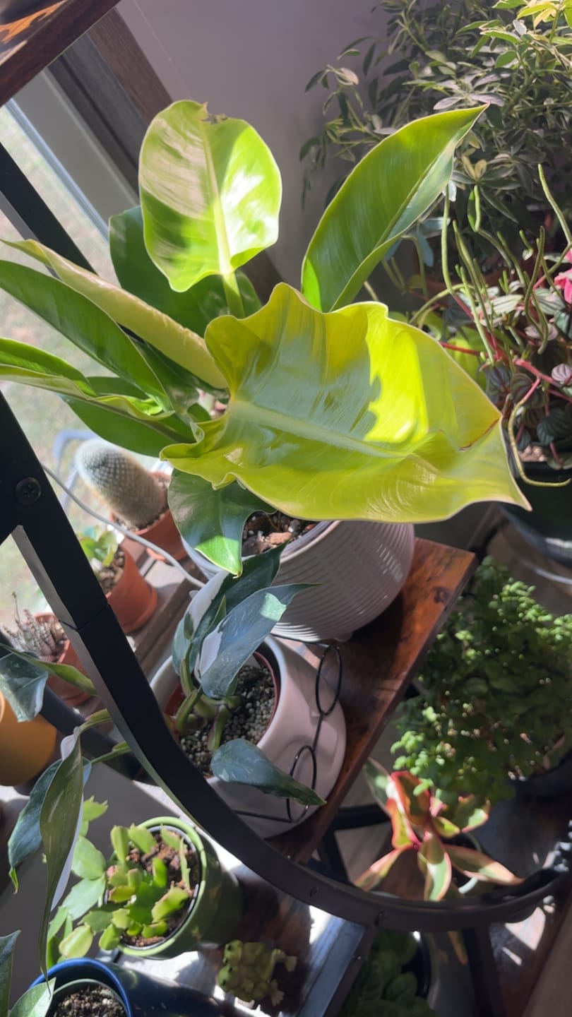 Customer photo review of Peperomia caperata 'Frost'