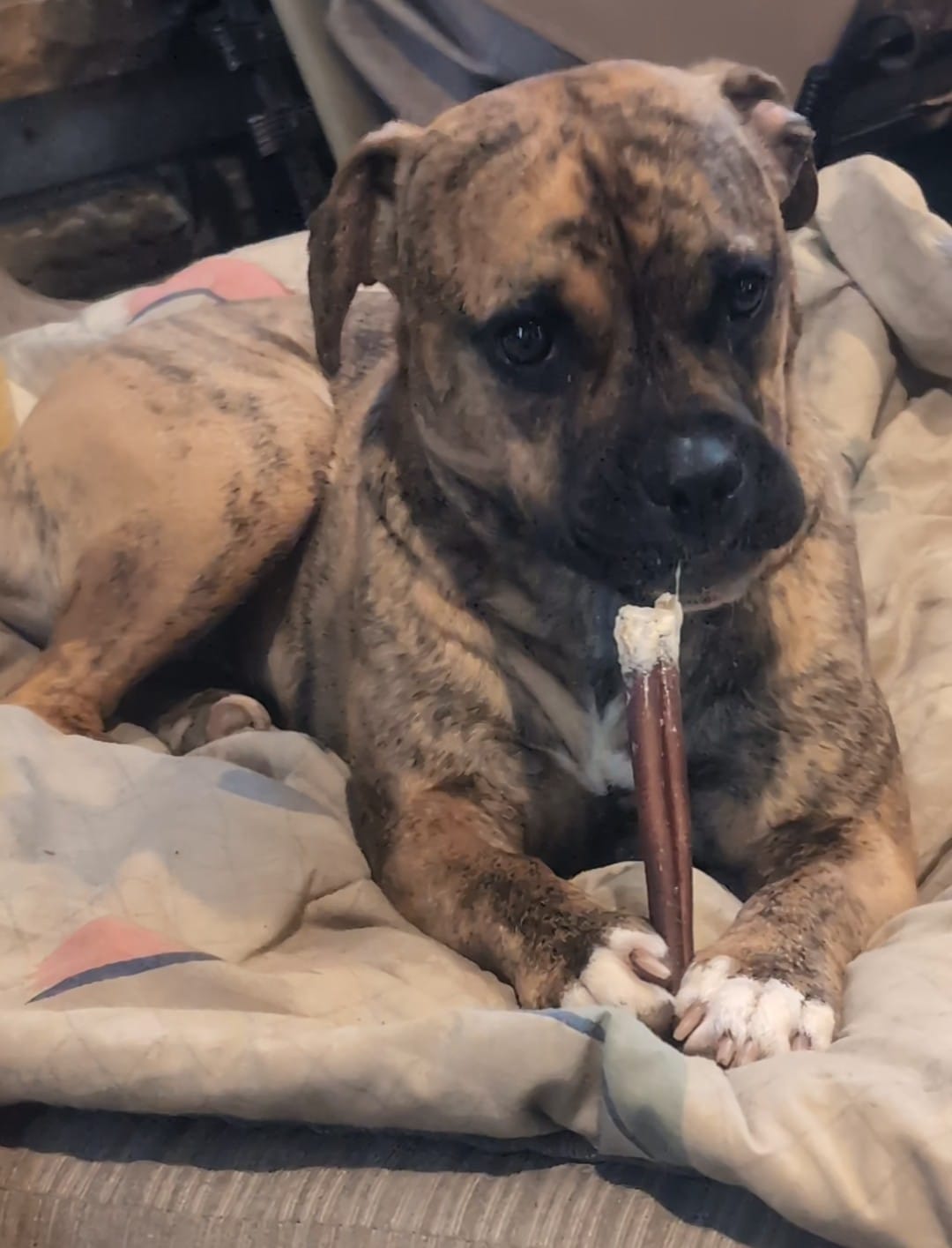Customer photo review of 6 Inch Standard Bully Stick