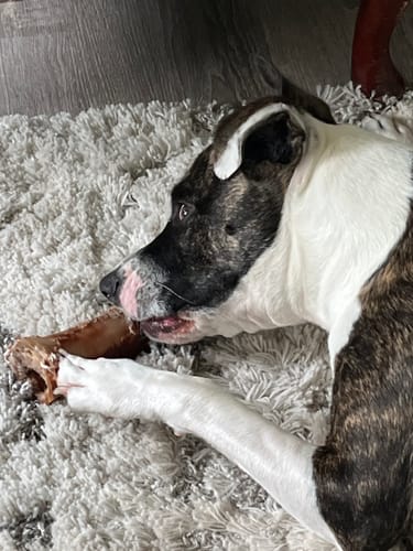Customer photo review of Smoked Beef Marrow Bone