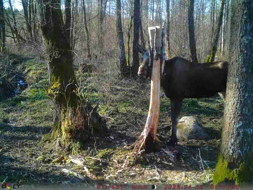 Customer photo review of Salzspray Anis - Lockmittel Rehwild, Schwarzwild, Rotwild und Damwild